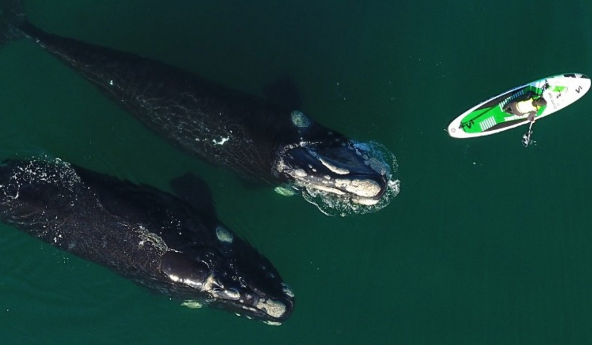 Kayaker's close encounter with two curious whales